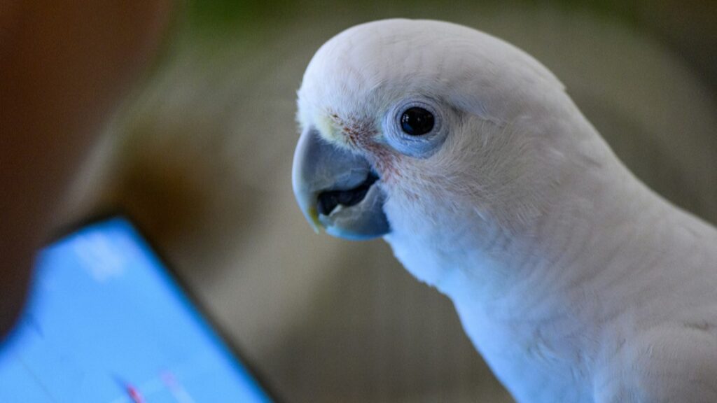 Parrots Love Playing Tablet Games. That’s Helping Researchers Understand Them