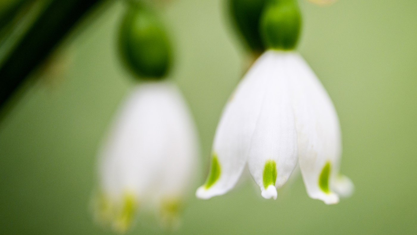 Adams, de la Paz, Are Latest Environmental Leaders Nominated for Udall Scholarship