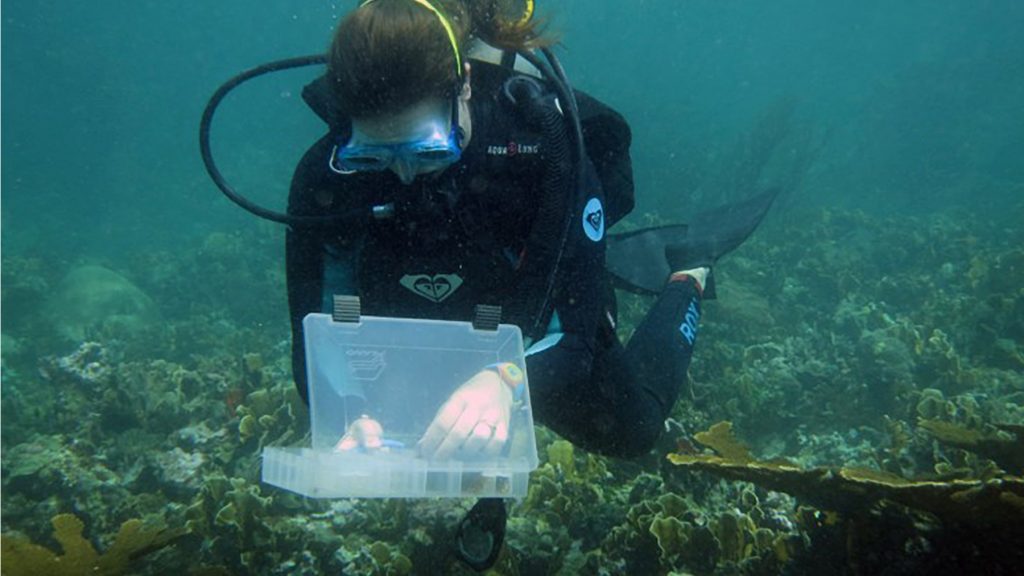 What’s wiping out the Caribbean corals?