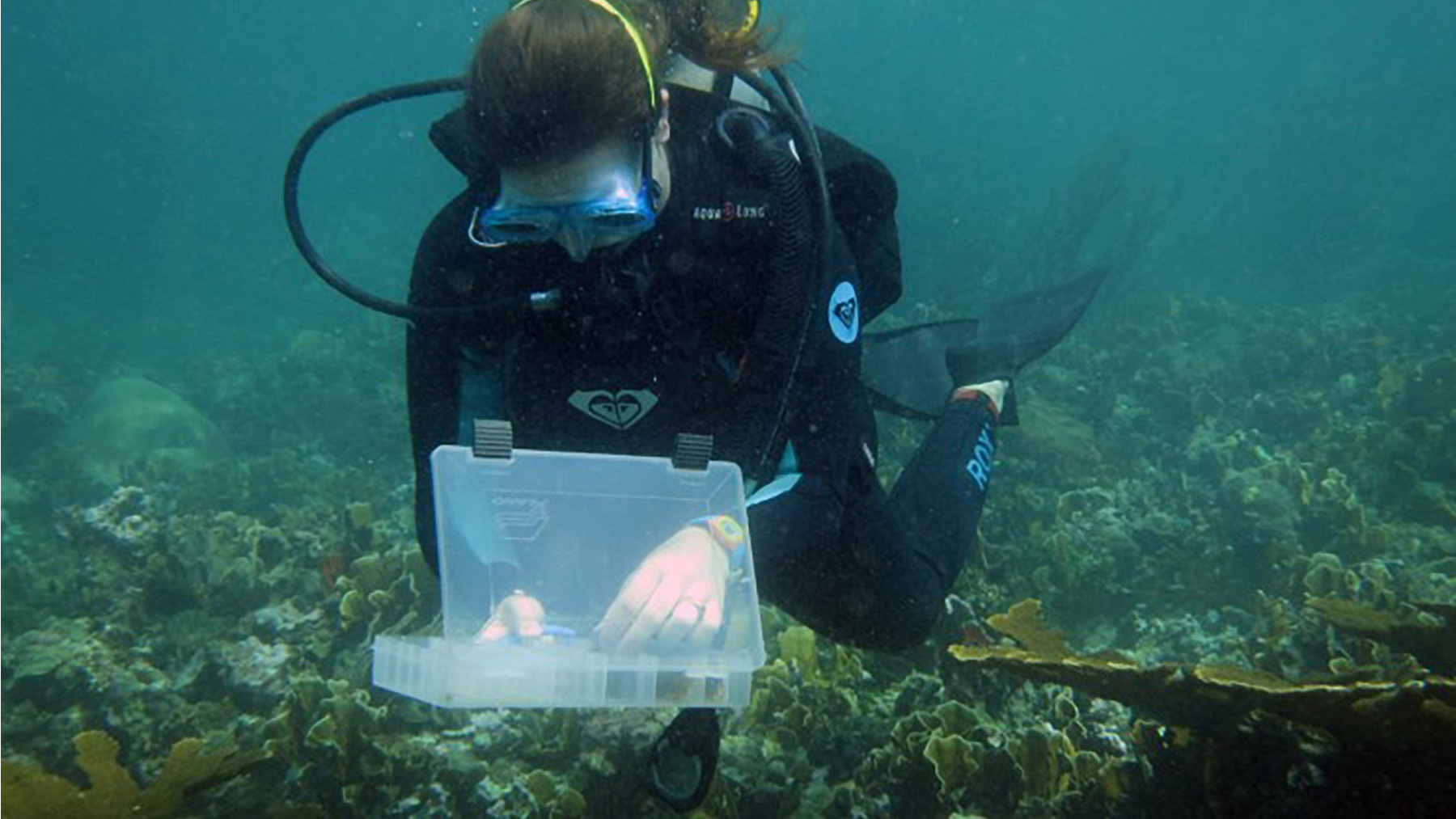 What’s wiping out the Caribbean corals?