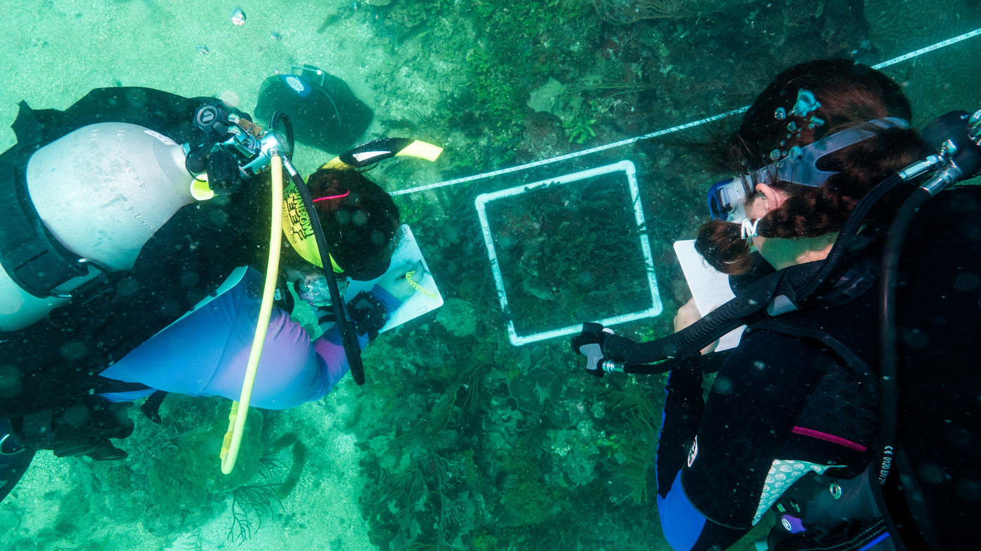 A Mysterious Plague is Sweeping through Caribbean Reefs. Can These Students Find the Answers?