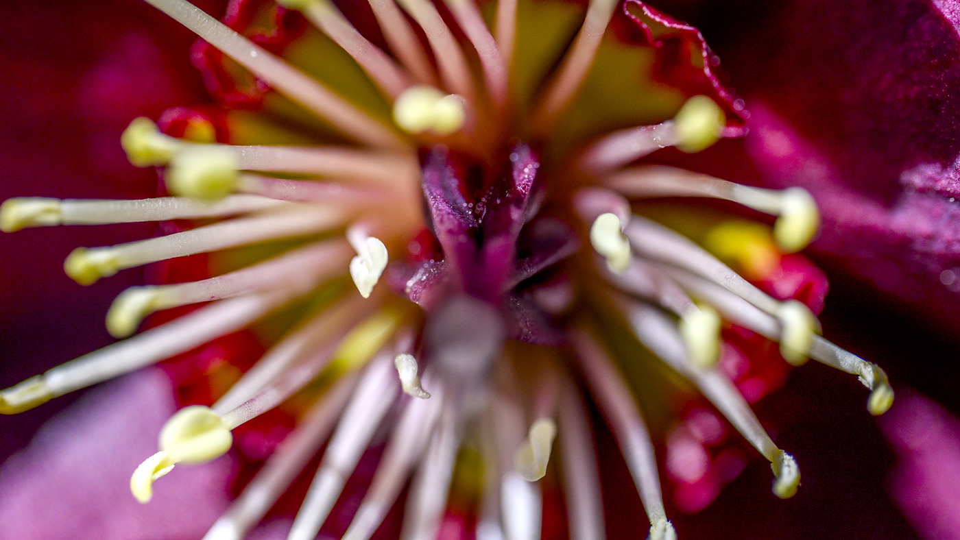 Northeastern Students Earn Record Number of Fulbrights