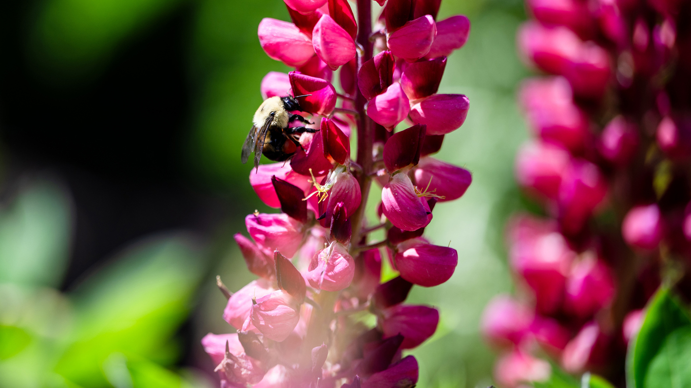 Nine Northeastern Huskies Earn Fulbright to Create Lasting Global Impacts